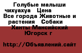 Голубые малыши чихуахуа › Цена ­ 25 000 - Все города Животные и растения » Собаки   . Ханты-Мансийский,Югорск г.